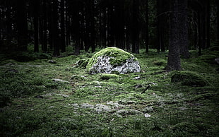 selective focus photography of rock with green grass in forest